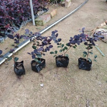 红花继木福建袋苗杯苗大量基地批发