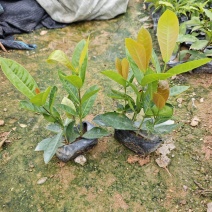 龙船花福建袋苗杯苗基地大量现货批发