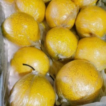 手选雪花梨