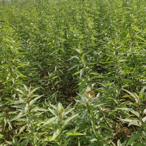 巴旦木树苗1公分以上06以上坚果苗优质种苗