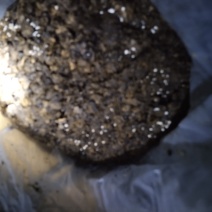 鸡腿菇