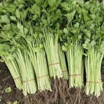 安徽阜阳大棚基地小香芹大量上市，欢迎商超，档口老板选购。