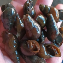 黑黄螺—光滑面，炮头大又多