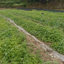 掌叶覆盆子苗