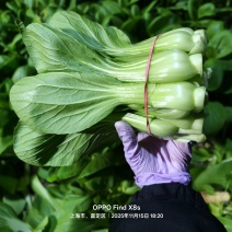 菜苔
