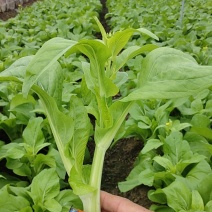 本地白菜苔