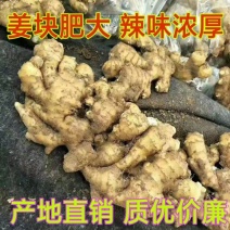 德州生姜大黄姜老姜产地直货质量保证【姜块厚重辣味浓厚】
