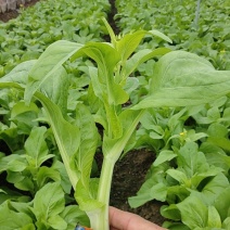 白菜苔