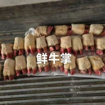 鲜牛掌牛蹄脚前蹄掌生水带骨牛掌牛蹄掌