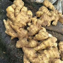 菏泽生姜大黄姜老姜鲜姜辣味足块头大【电商市场商超外贸】