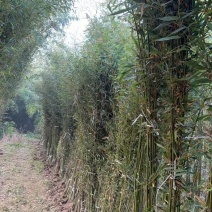 庭院绿植早园竹绿化苗景观苗对接全国欢迎进店