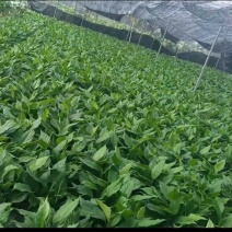 万年青/广东鹤山/观叶植物/盆景/大量供应