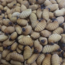 精品竹笋虫（清肠干净，非普通货可比）