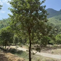 黄花风铃绿化苗木自家基地自产自销量大价格实惠