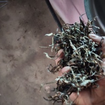 茶缘