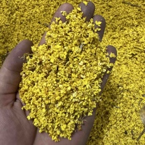 桂林桂花干2-6a低价处理