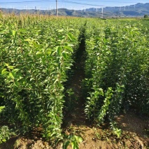 河南三门峡苹果苗/鲁丽苹果苗/规格齐全/易成活/量大价优