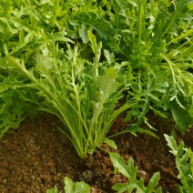小叶芝麻菜种子火箭菜香味浓郁口感好四季大棚露地均可种植