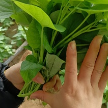 红薯尖，番薯叶，