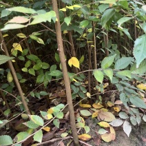 榉树小苗
