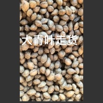 樱桃种子/马哈利种子大青叶嫁接车厘子沾木/对接批发