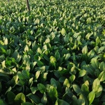 【菠菜】扎把，电商货，产地直供。