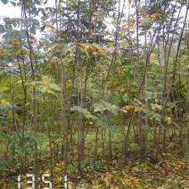 2公分栾树