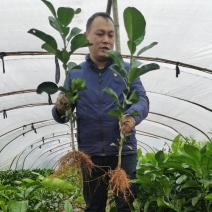 福建平和琯溪蜜柚苗三红蜜柚苗红心蜜柚苗【无核大红肉】
