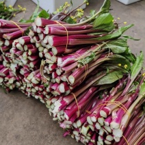 湖北天门红菜苔精品红菜苔超市**自己基地种植