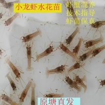 水花苗龙虾抱籽抱卵虾淡水小龙虾水花鲜活虾