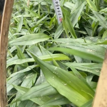 益智苗