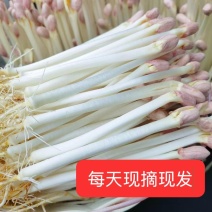 现采新鲜花生芽量大从优欢迎来电咨询