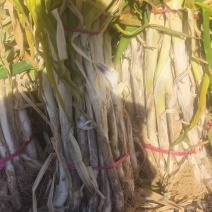 产地直销长白干葱！有需要的老板预定了
