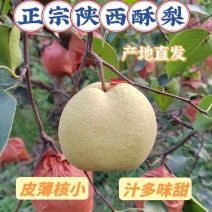 《陕西酥梨》蒲城酥梨/产地货源/保质保量/实力代办代发