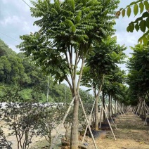 麻楝12-25分，各种规格，大量低价出售