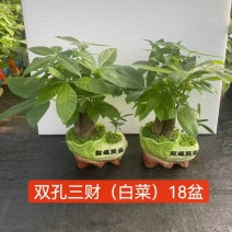 发财树