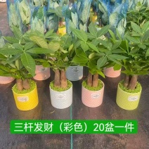 发财树带盆