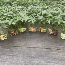 发财树