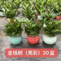 金钱树