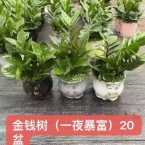金钱树