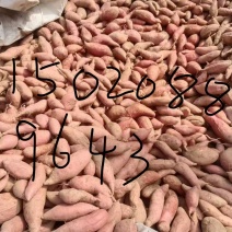 蜜薯烟25