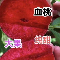 优质血桃苗，贵妃血桃苗，大果，高糖度，浓香血桃