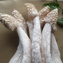 贵州毕节红星冬荪