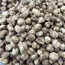 进口印尼白蔻50斤一件特惠规格特白蔻批发白豆蔻量大价优