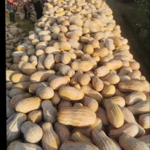 大量蜜本南瓜出售！