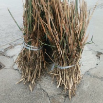 芦苇抗盐碱绿化苗木/产区直发/大量现货/欢迎选购