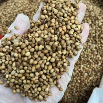 香菜籽调味料大量批发大颗粒