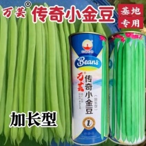 传奇加长型小金豆种籽肉厚无筋高产春秋露地大棚种植豆角种籽