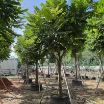 麻楝12-25分，各种规格，大量低价出售