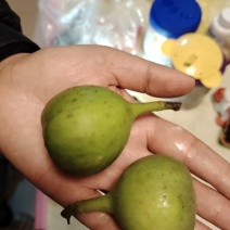 真甜，无花果